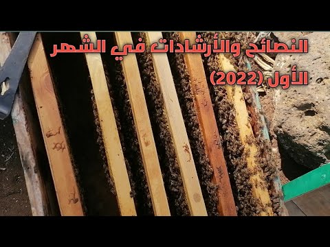 فيديو: هل يجب أن يخرج النحل في يناير؟
