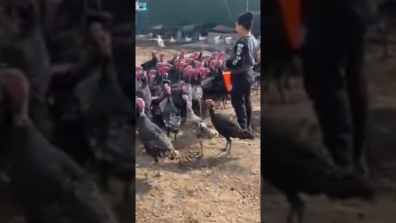 👉👉сотилди👈👈 induk kurka gʻuli-gʻuli sotiladi 100dona sotiladi