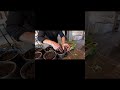 Giant Tomatoes Need Repotting