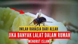 🛑 JANGAN ANGGAP SEPELE..!!! BERIKUT 8 PERTANDA GAIB ADA BANYAK LALAT DI DALAM RUMAH