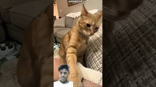 Aggressive Cat Vs Friendly Cat 🥺❤️|#shorts #catlovers #petlovers #cute #emotional