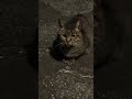 野良猫のお正月の挨拶? #shorts #cat #猫 #野良猫 #cute #catmemes