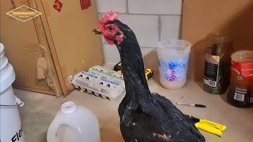Qaib Breeding update 2-2 | tu qaib nyob sab qaum teb| ไก่ชน | Pakoi | Ganoi | Shamo | Aseel |