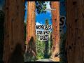 🌲 WORLD'S TALLEST TREE #shorts #facts