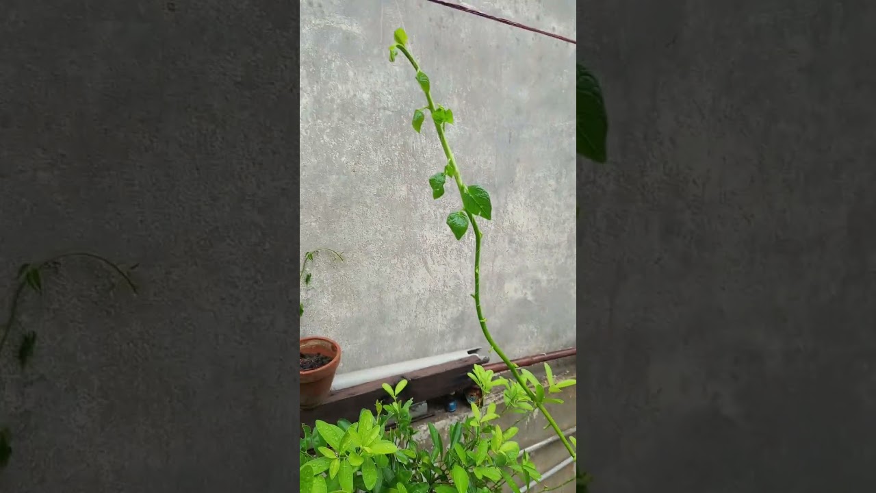 Lemon Plant Pest Watch – Manual Removal During Rain!