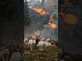 🔥 White Wolves Escape a Deadly Forest Fire! 🐺🌲 #Wolves #ForestFire #Wildlife #Nature #AnimalRescue