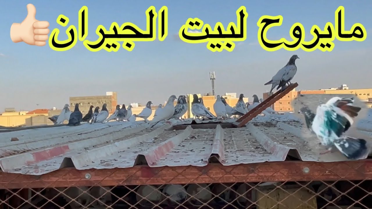 كيف تخلي حمامك مايروح لبيت الجيران بس علا بيتكم👌🏻