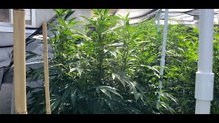 2020 Outdoor No Till Grow Episode 12