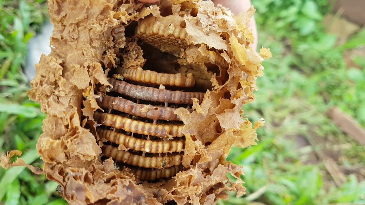 Transferência de abelha Jatai para bambu.