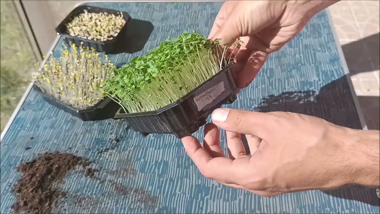 🌱 Comment faire pousser vos micropousses chez vous 🌱