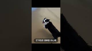 강아지 지능1위 보더콜리가 파양당하는 이유