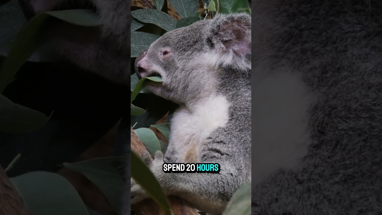 Survival Secrets of Nature's Most Unexpected Animals ㊙️