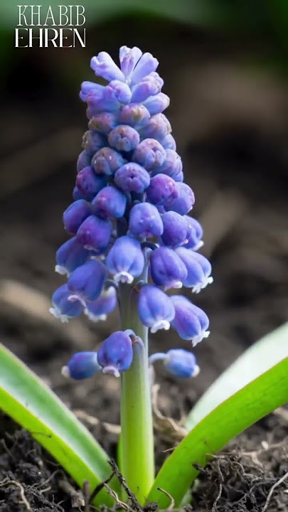tanaman tubuhan bunga LAVENDER