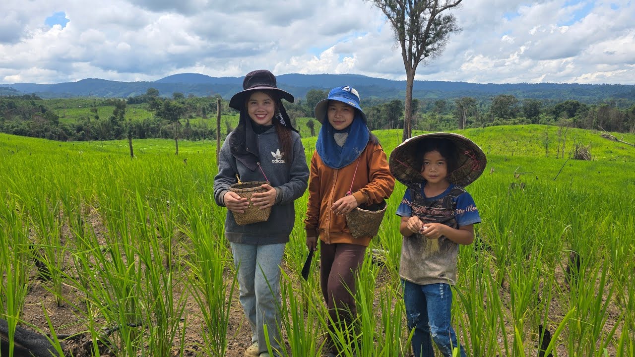 วันนี้น้องอาลิส ขวัญใจหนุ่มไทย พาบ่าวตุ๊กไปดูไร่สวน เที่ยวชม ไร่ข้าว บรรยากาศสวยงามมาก