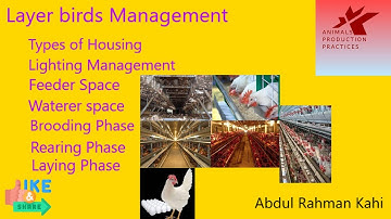 Layer birds Management | Poultry farming | Animal Husbandry | eggs production