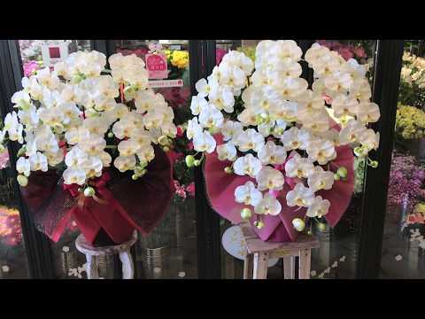 開店祝い 長崎県 西海市 お祝い 胡蝶蘭 フェイクフラワー 退職祝い お誕生日