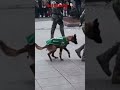 Pobrecito firulais 🐕 💩 🤣 Humor 🤣 #military #perro #humor #viral payaso 🤡 🫡 Desfile 🫡