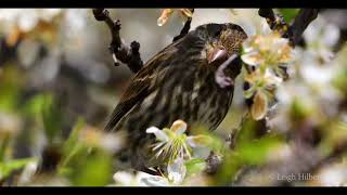 PLUCKING THE RIGHT BLOSSOM FOR HER PARTNER #finch