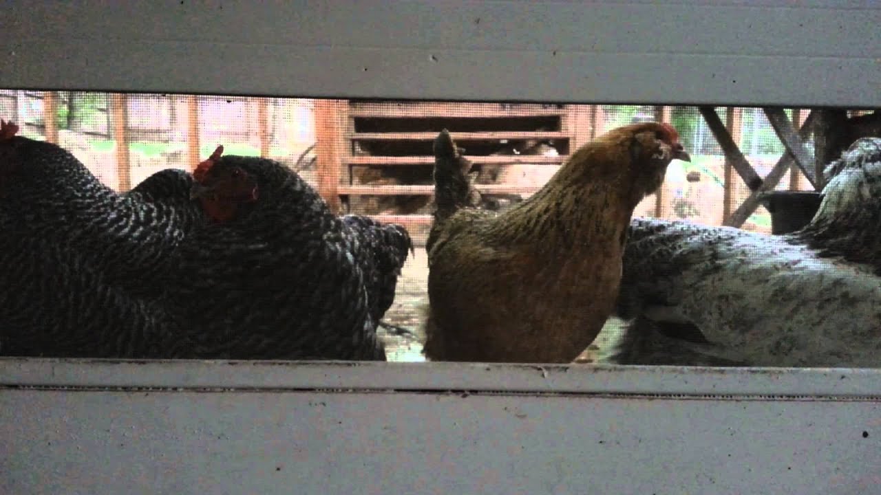 Chickens in the Rain YouTube
