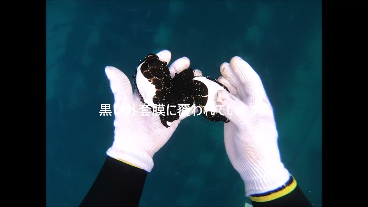 ウミウサギガイ