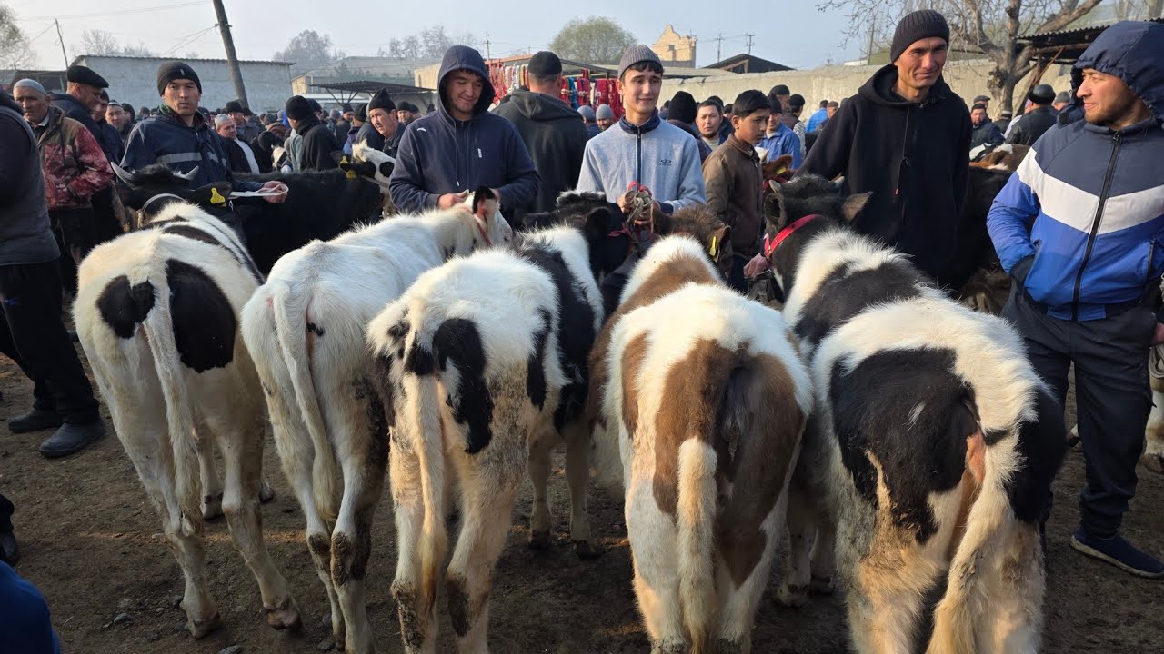 FARGʻONA ⛳️ YANGIQOʻRGʻONDANGAL SAVDO в прямом эфире!