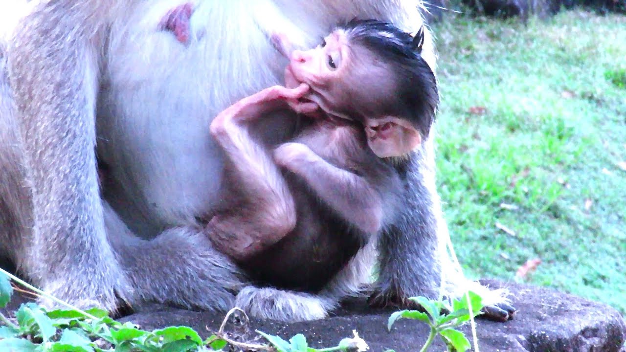 "🌟 Incredible Benefits of Fresh Milk for Your Baby! 🍼 Yummy Yummy Nutritional Boost!"