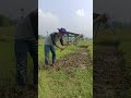 #news #beritaterkini #funny #sawah #farming #berkebun #farm #gardening #tips #shorts