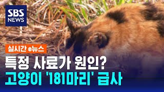 고양이 181마리 '원인 불명' 급사…'바이러스 불검출' / SBS / 실시간 e뉴스