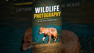 Wildlife Photography with Canon EF 75-300mm Lens | Solo Lens Nature  Wildlife Shots #ytshorts #birds