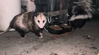 Opossum and Skunks Eating Together Opossum Bites Skunk Over Food
