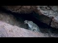 Happy International Snow Leopard Day 2021! #LandofSnowleopard  #SLDAY2021