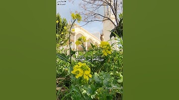آية هادئة من سورة الإسراء بصوت الشيخ ماهر المعيقلي|حالات قران/تلاوة خاشعة/ايدون اربد الاردن
