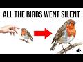 What It Means When Every Bird in Your Yard Goes Silent at Once