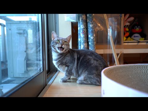 鳴きながら近づいてくる猫シリーズ - YouTube