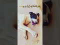 This Dog Did Something CRAZY 😂 You Won’t Stop Laughing! 🐕🔥#PetFunny #TrendingNow