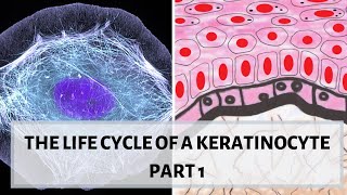 LIFE CYCLE OF A KERATINOCYTE (PART 1)  II Desmosomes, hemidesmosomes, cytokeratins.