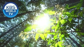 Life in Gangwon-do, Korea [Slow Shelter / ENG]