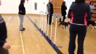 Pitbull Puppy At Puppy Cl Day 2