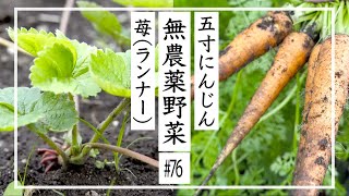 【無農薬野菜】無農薬野菜で田舎暮らし ｜『五寸にんじん』 『苺(ランナー) 』 #76