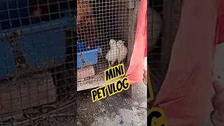 Aaj Ka Cute Mini Pet Vlog 🐔 #shorts #viral #minizoo