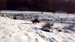 Fun and play in the snow