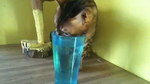 Video 9417201: bengal cat water, bengal cat playing, funny bengal cat