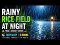 Rainy Rice Field at Night 🌧 Frog &amp; Cricket Sounds