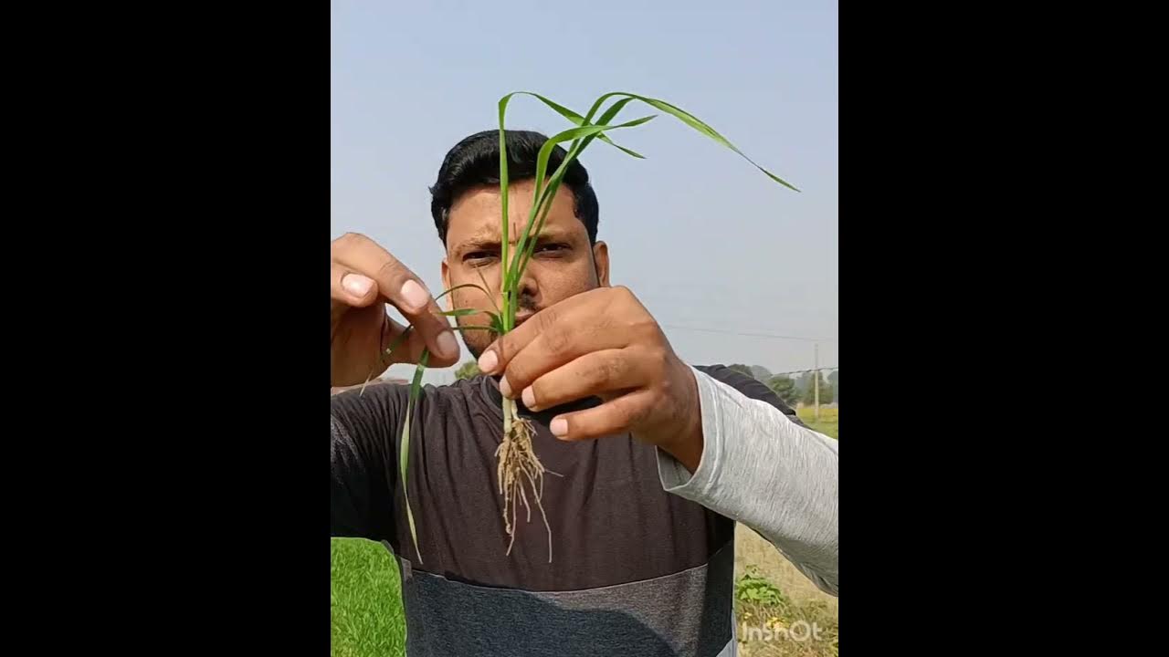 Gehu Ki Kheti Me Kya Dale YouTube gehu-ki-kheti-me-kya-dale-youtube