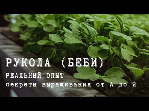 Видео: Рукола: вкусна и здравословна