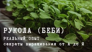 ПОСАДКА И ВЫРАЩИВАНИЕ РУККОЛЫ / РЕАЛЬНЫЙ ОПЫТ / АЭРОПОНИКА / МИКРОЗЕЛЕНЬ