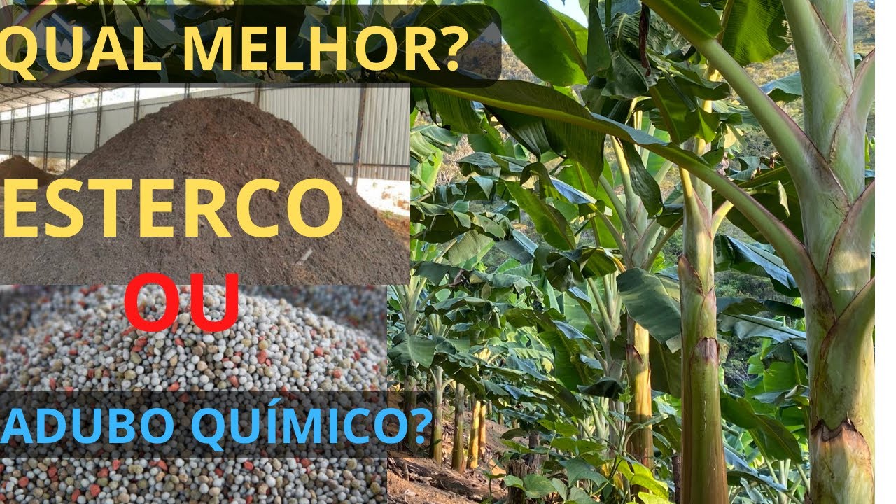 BANANA DA TERRA | DICA DE ADUBAÇÃO DA BANANA | QUAL MELHOR ADUBO QUÍMICO OU ORGÂNICO?