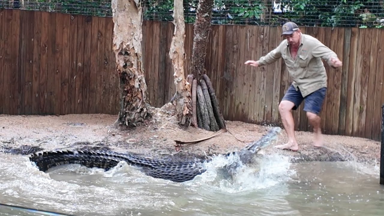 Crocodiles aren't cute! 