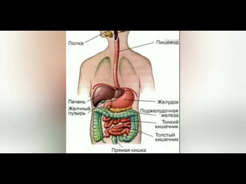 Установите последовательность расположения желез пищеварительной системы Пищеварительная система анатомия человека (глотка, пищевод, желудок, тонкая кишк