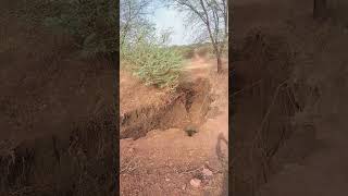Save trees because only trees can protect the soil;